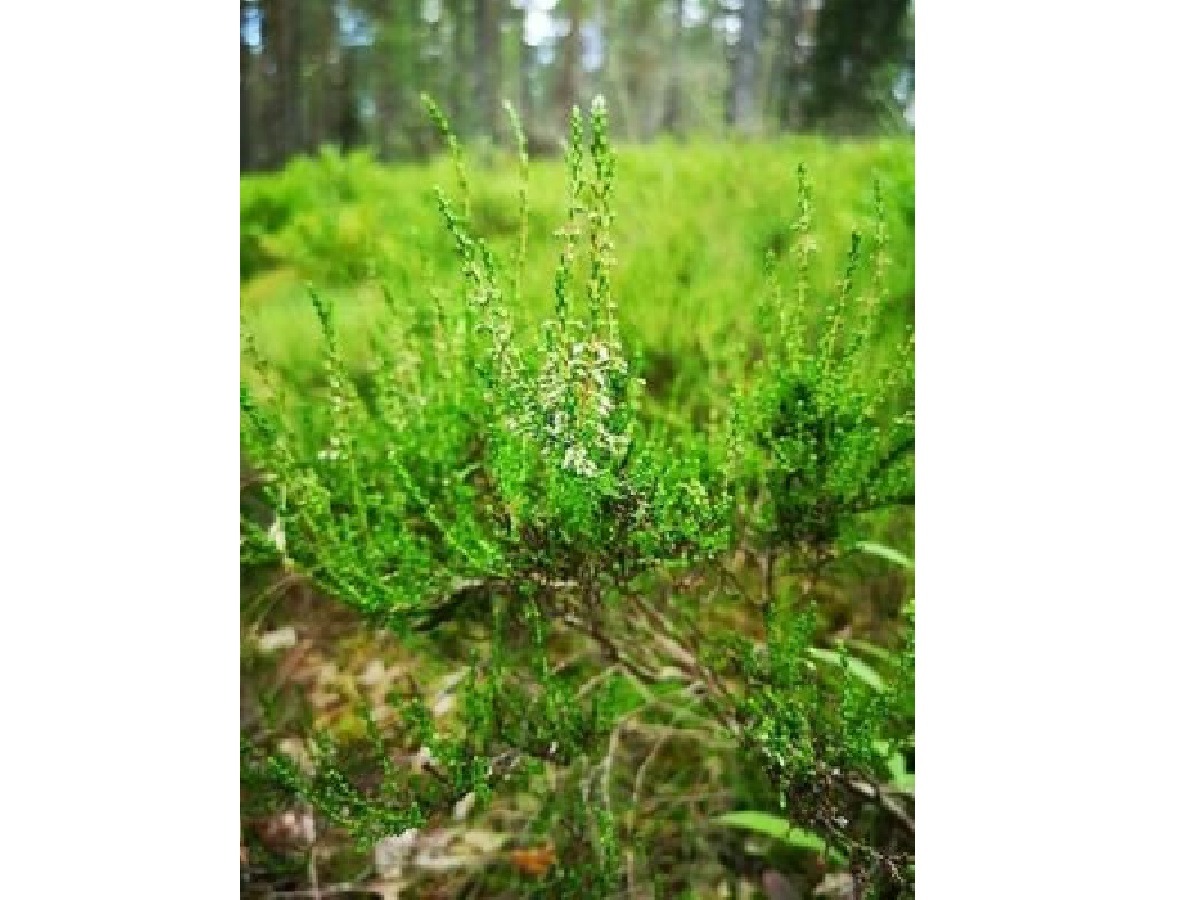 Du visar för närvarande Skogsbingo
